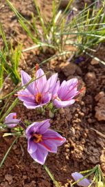 خواص زعفران برای زنان